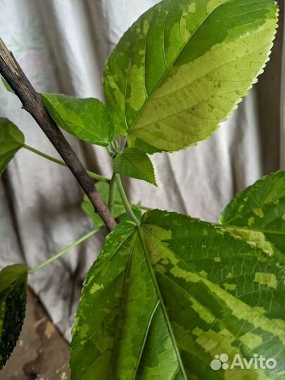 Акалифа Уилкса