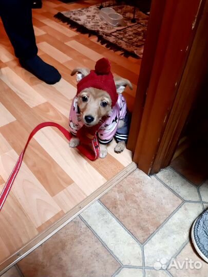 Одежда для маленьких собак