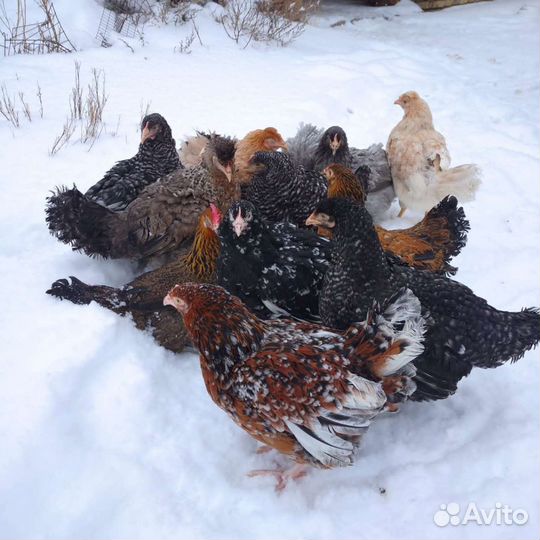 Куры молодки