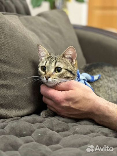 Сладкая стеснительная молодая кошечка Йося