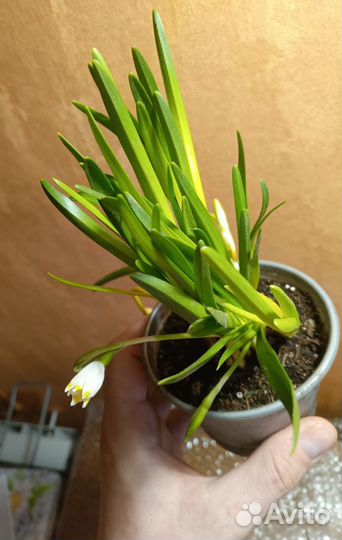 Подснежник Галантус