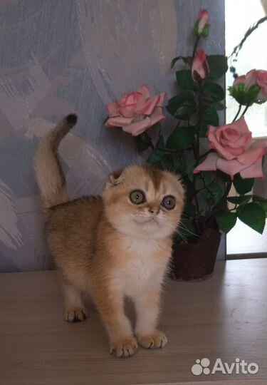 Шотландская вислоухая