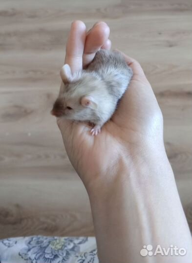 Декоративные мышки