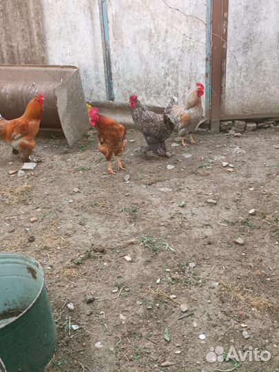 Молодые петухи