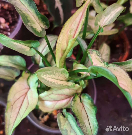 Сингониумы сортовые