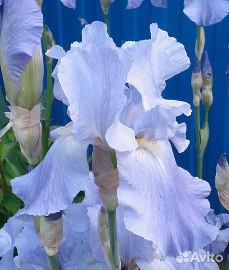 Ирисы бородатые