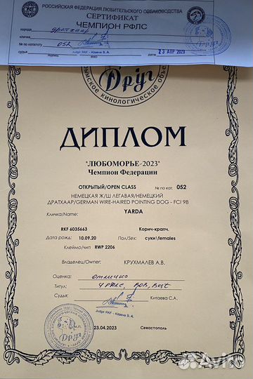 Бронирование щенков дратхаара
