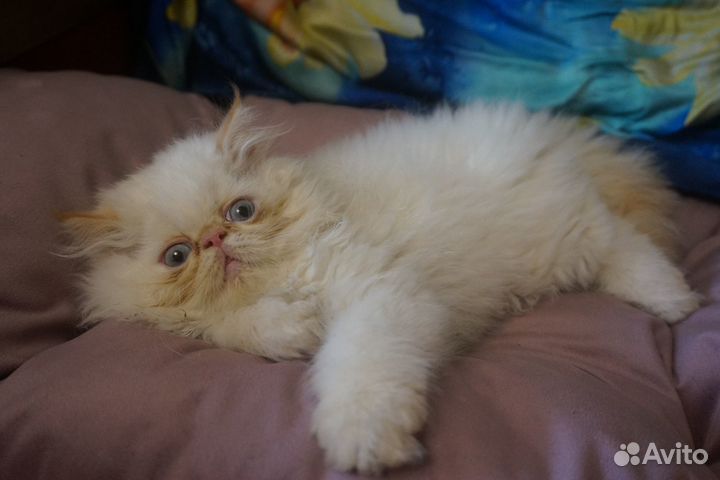 Персидские братики