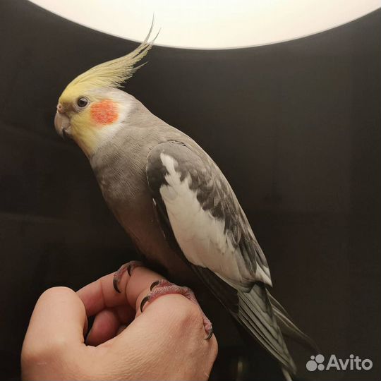 2 Попугая Корелла с клеткой