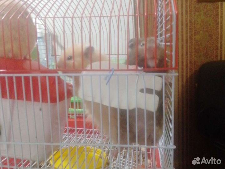 Клетка для грызунов