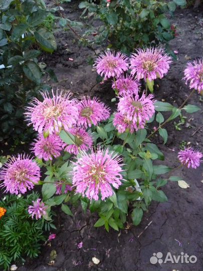 Излишки садовых растений