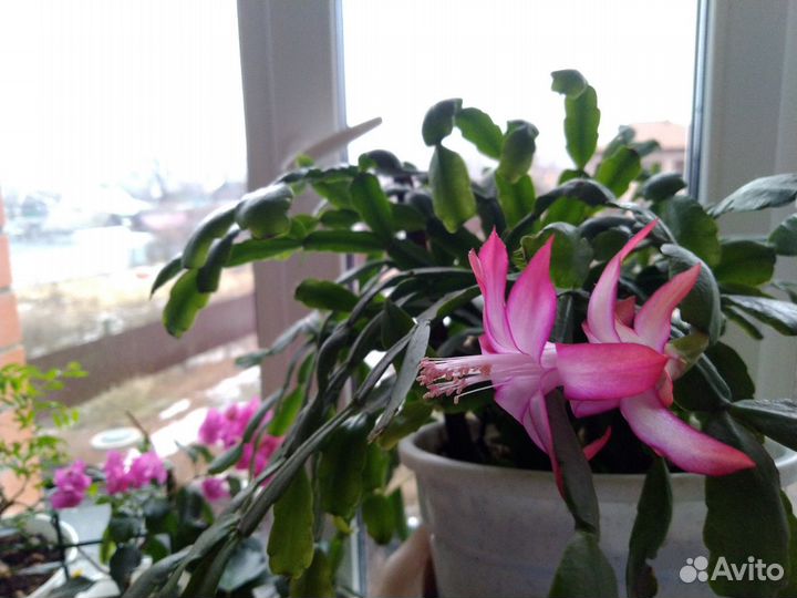 Декабрист Шлюмбергера розово-белый