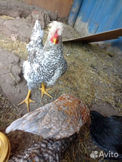 Молодые петухи интересных расцветок. Куры на мясо