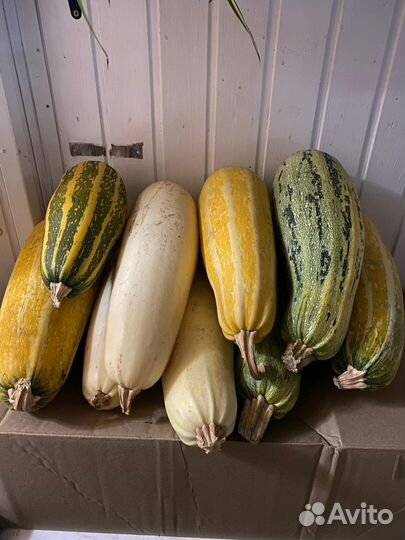 Тыква, кабачки