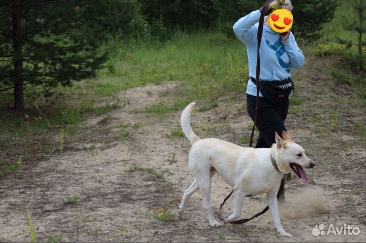 Белая собака