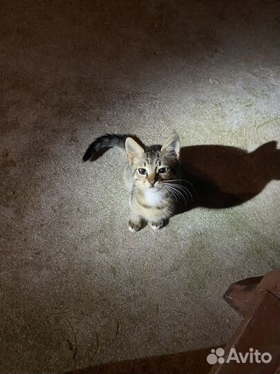 Котята ищут дом