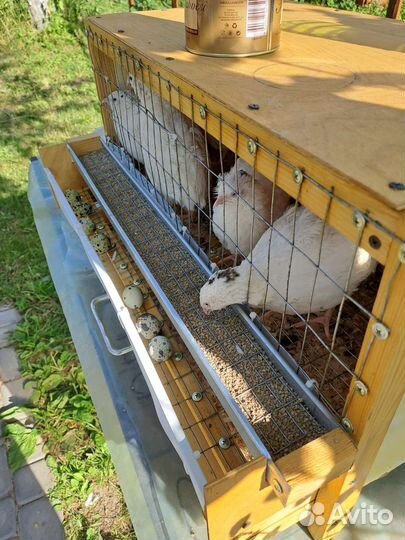 Клетка для перепелов