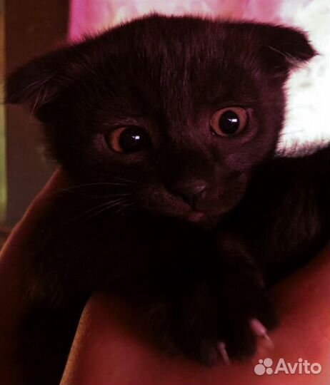 Кошка в дар