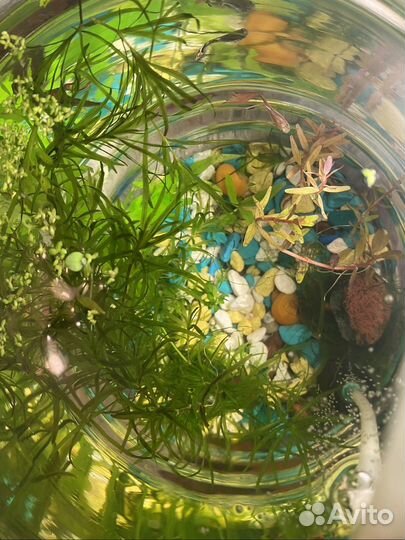 Аквариум с 3 рыбками