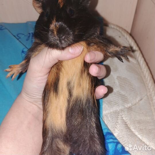 Морская свинка