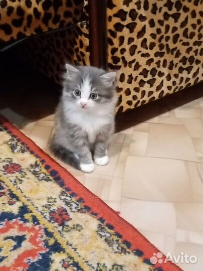 Отдам в добрые руки