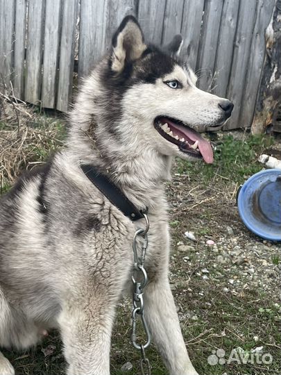 Сибирский хаски