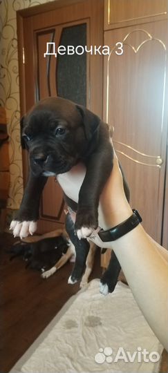 Продаются щенки американского питбуля