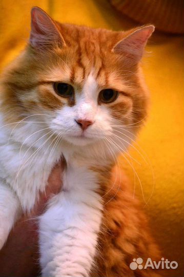 Кот Ярик в добрый дом