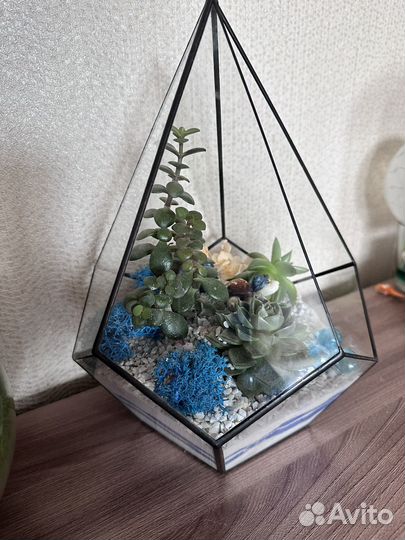 Флорариум суккуленты