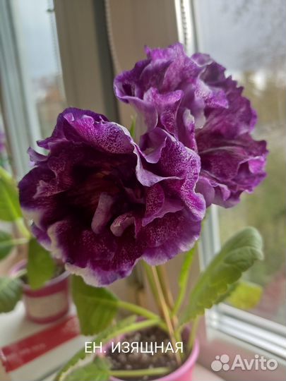 Сортовая, махровая глоксиния Е.Н Изящная