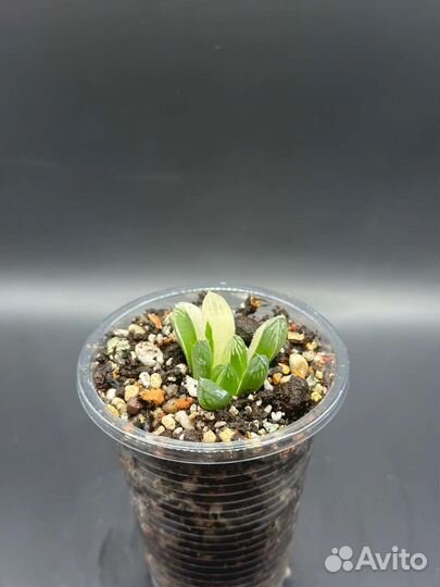 Суккуленты