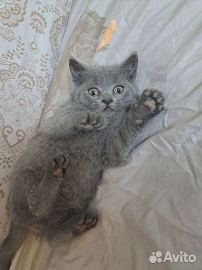 Черная девочка,серый мальчик