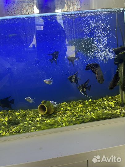 Аквариум