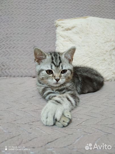 Шотландские прямоухие котята