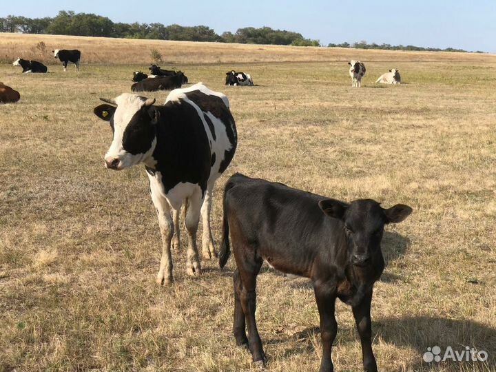 Телки стельные