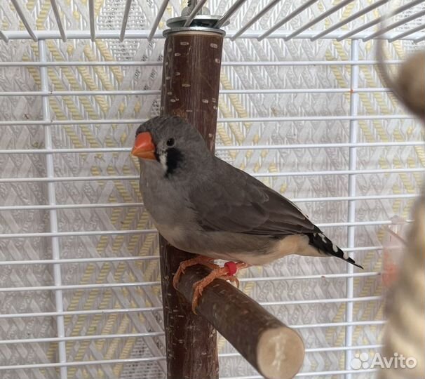 Зебровая амадина самка