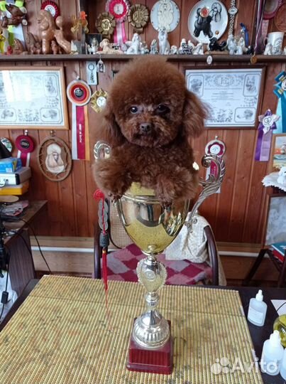 Вязка.Красные той-пудели-Чемпионы(от 19 до 24 см)