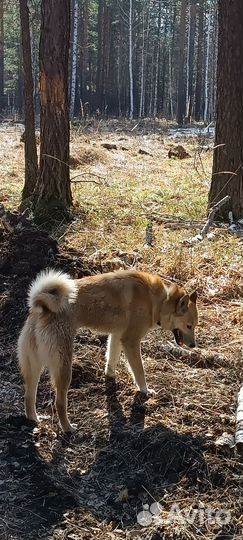 Западно сибирская лайка