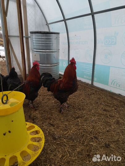 Петух маран