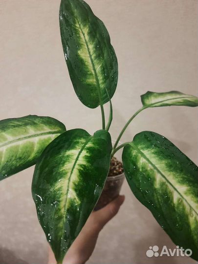 Диффенбахия Камилла