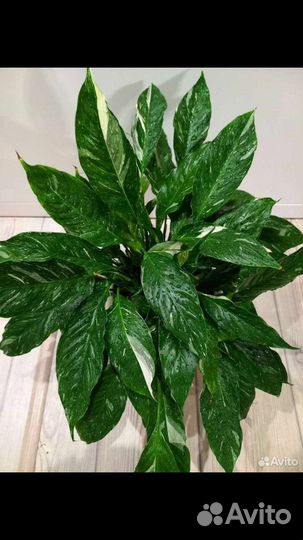 Спатифиллум домино