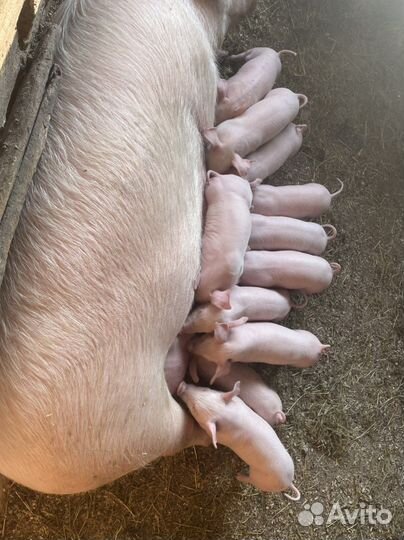 Поросята породы см 1