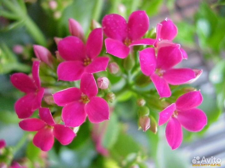 Черенки каланхоэ цветущего с корнями