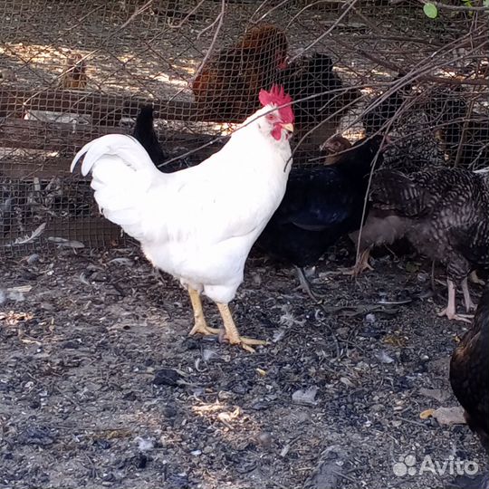 Петухи породистые