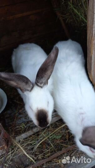 Калифорнийские кролики