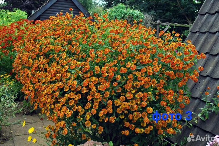 Вербейник, рудбекия, гелениум, лилия желтая