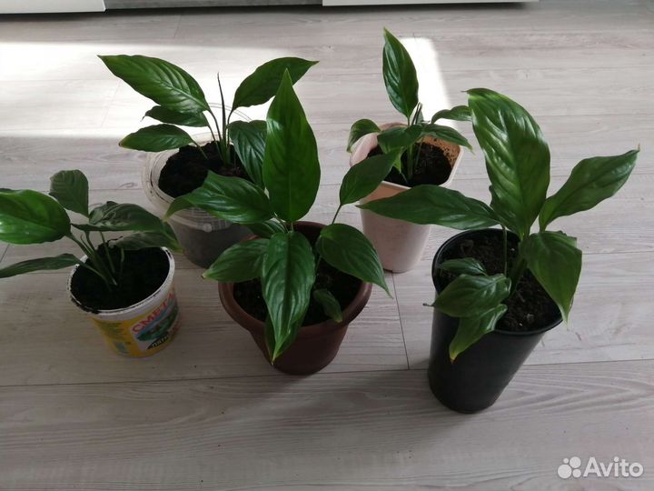 Спатифиллум низкорослый