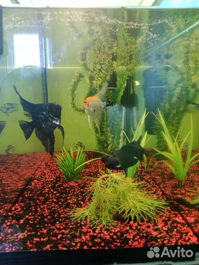 Аквариум