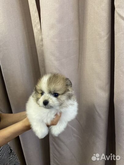 Щенки шпица