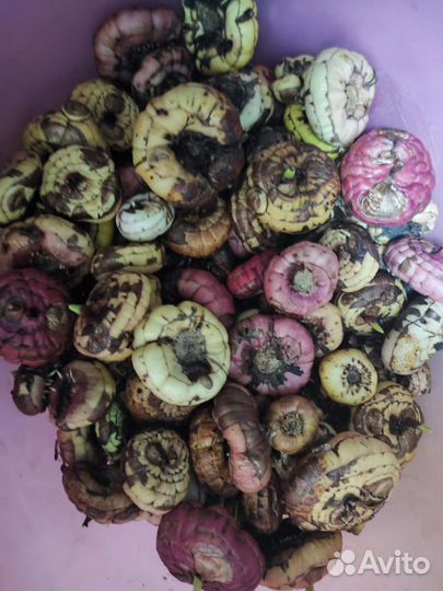 Луковицы гладиолусов